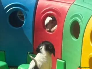 English Springer Spaniel dogs for sale: KC REG CHUNKY CUTIE 🥰 BOYS - Advert 2