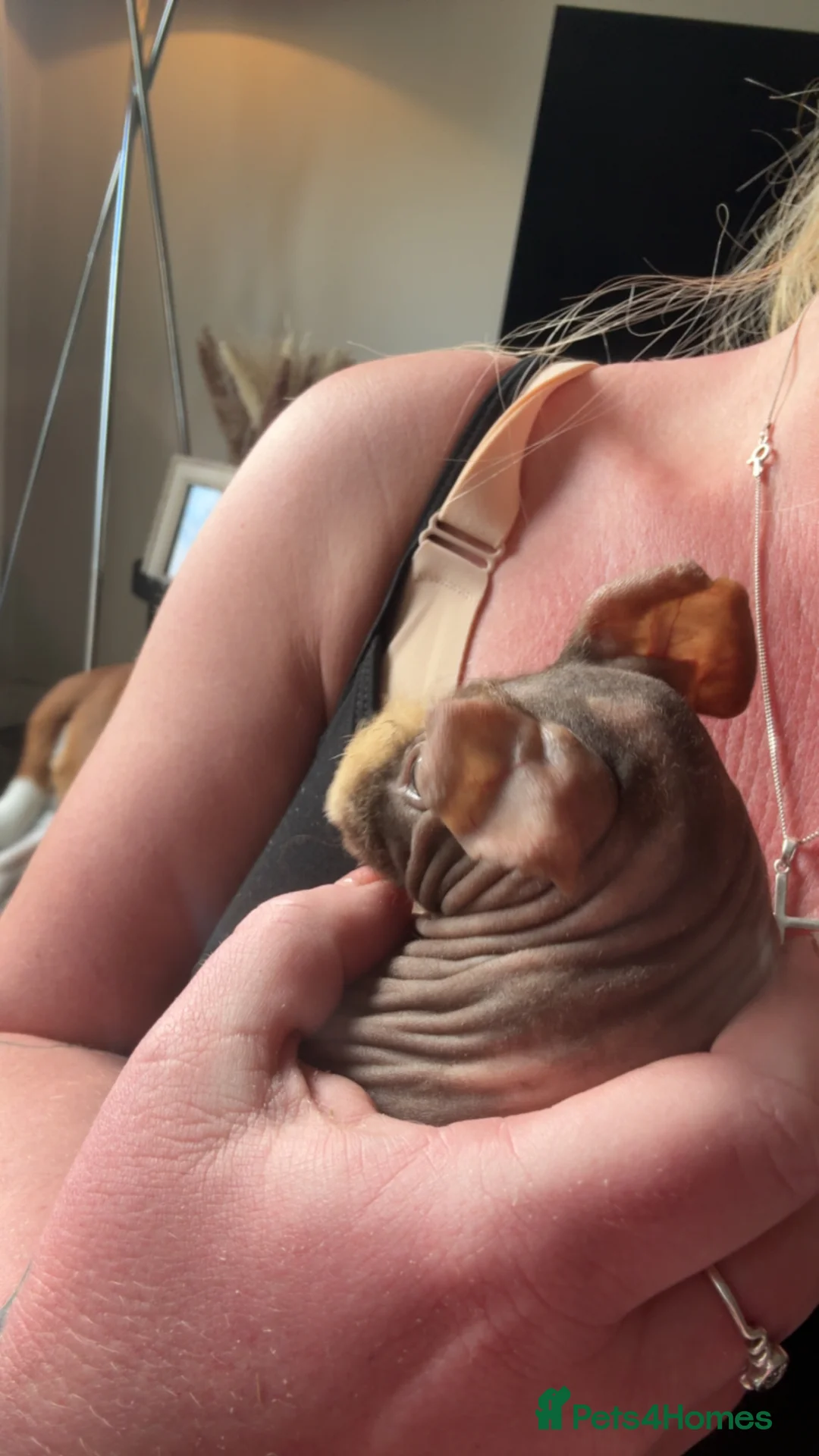 Guinea Pig rodents for sale: Skinny pigs  in York - Advert 2