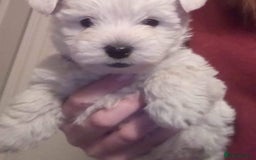 West Highland Terrier dogs for stud: For stud in Consett - Image 13