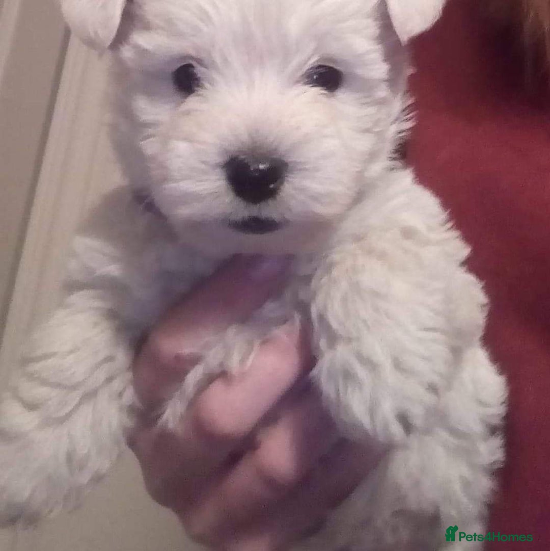 West Highland Terrier dogs for stud: For stud in Consett - Image 13