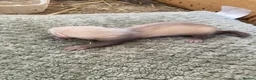 Ferret rodents for sale: 9 ferret kits - Advert 4
