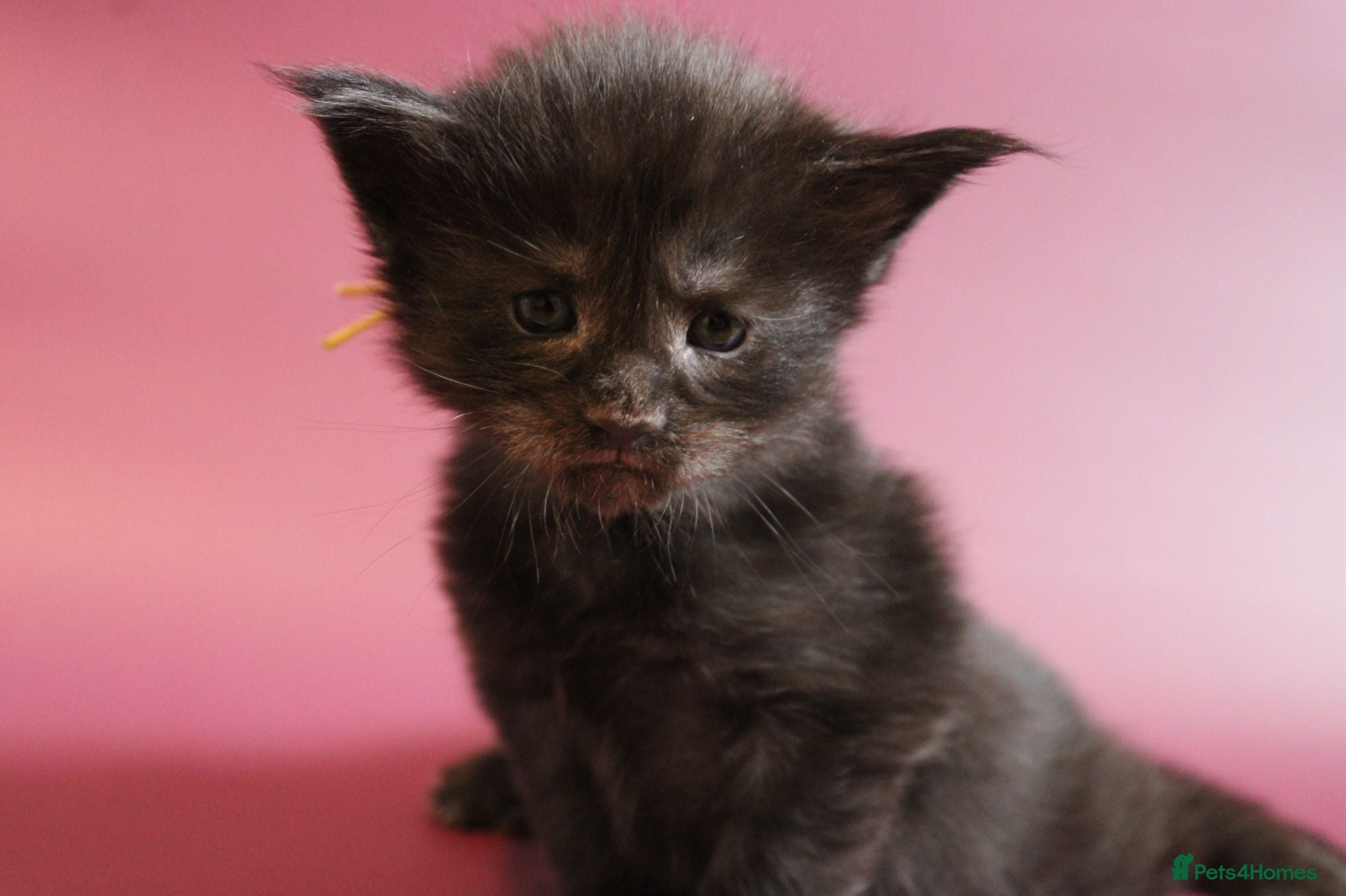 Maine Coon cats 🔥Gorgeous Maine Coons Available🔥 - Advert 1
