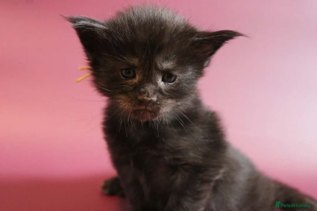 Maine Coon cats for sale: 🔥Gorgeous Maine Coons Available🔥 - Advert 2