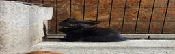 Mixed Breed cats for sale: Two Gorgeous Black Kittens  - Advert 4