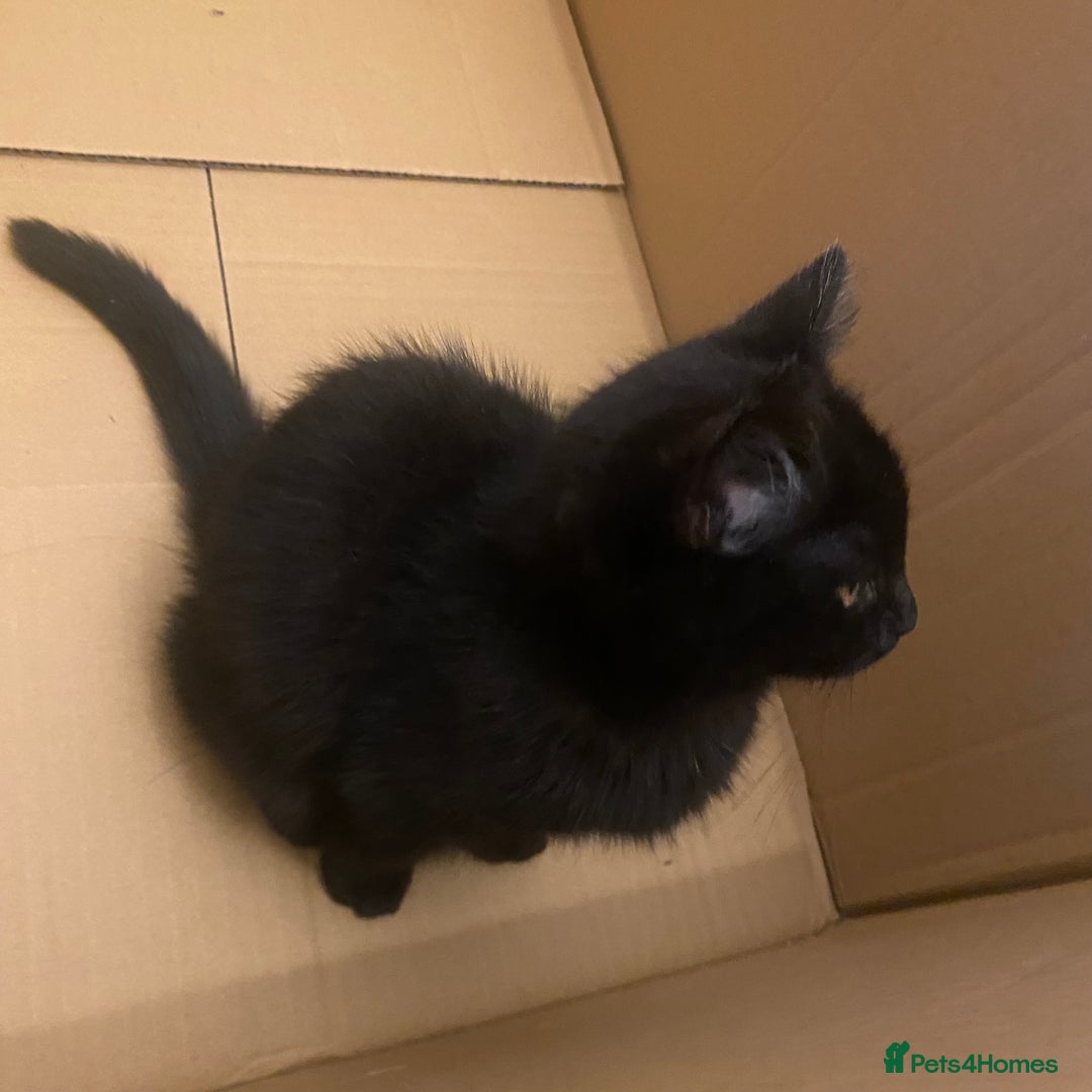 Himalayan cats for sale: Gorgeous Last kitten Girl 🩷 found home ‼️‼️ - Image 27