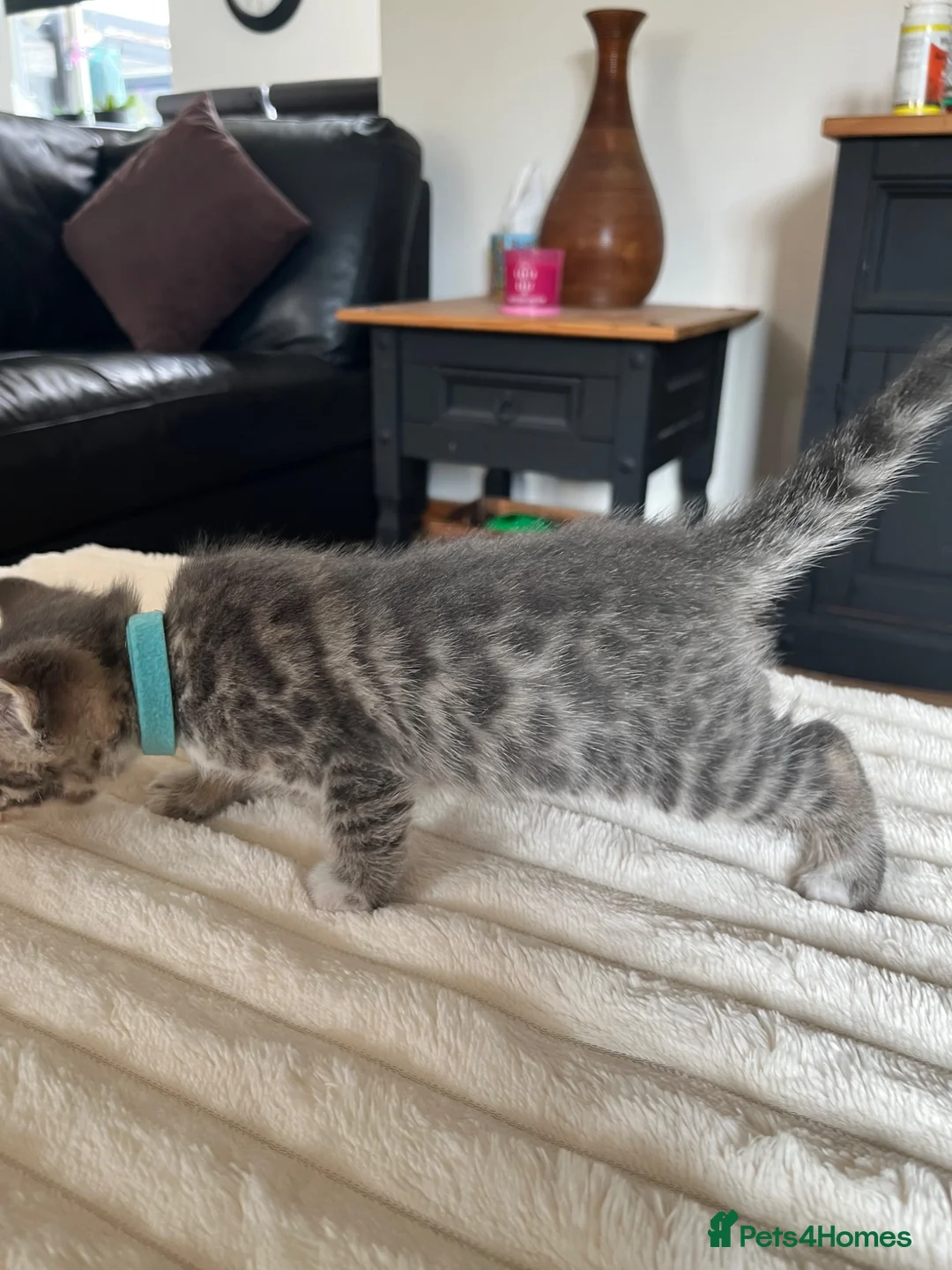 Bengal cats for sale: Bengal cross kittens in Frodsham - Advert 2
