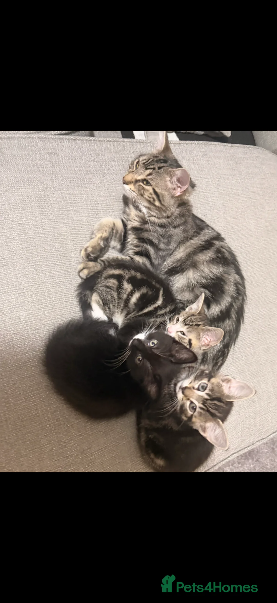 Mixed Breed cats for sale: Kittens for sale ready to go now ! - Advert 4