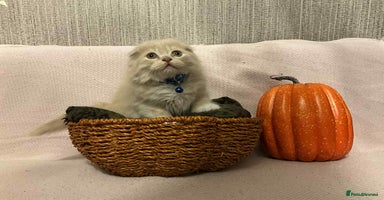 Scottish Fold cats - Advert 7