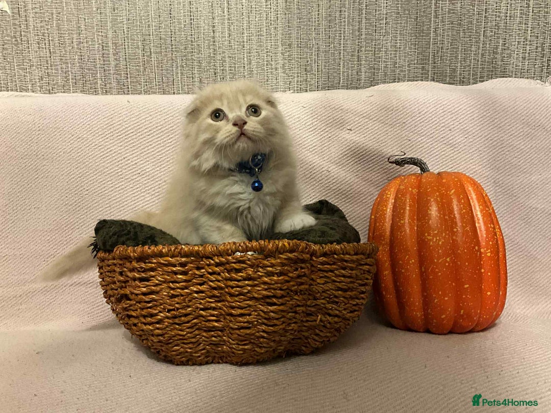 Scottish Fold cats for sale: !4 LEFT! BEAUTIFUL SCOTTISH FOLDS  - Image 3
