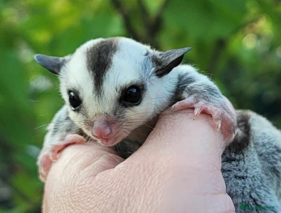 Sugar Glider rodents Sugar Glider Joeys - Advert 17