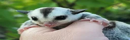 Sugar Glider rodents for sale: Sugar Glider Joey - Advert 1