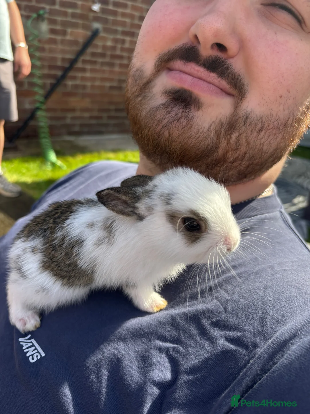 Mixed Breed rabbits for sale: Gorgeous mixed dwarf lop bunnies  - Advert 1