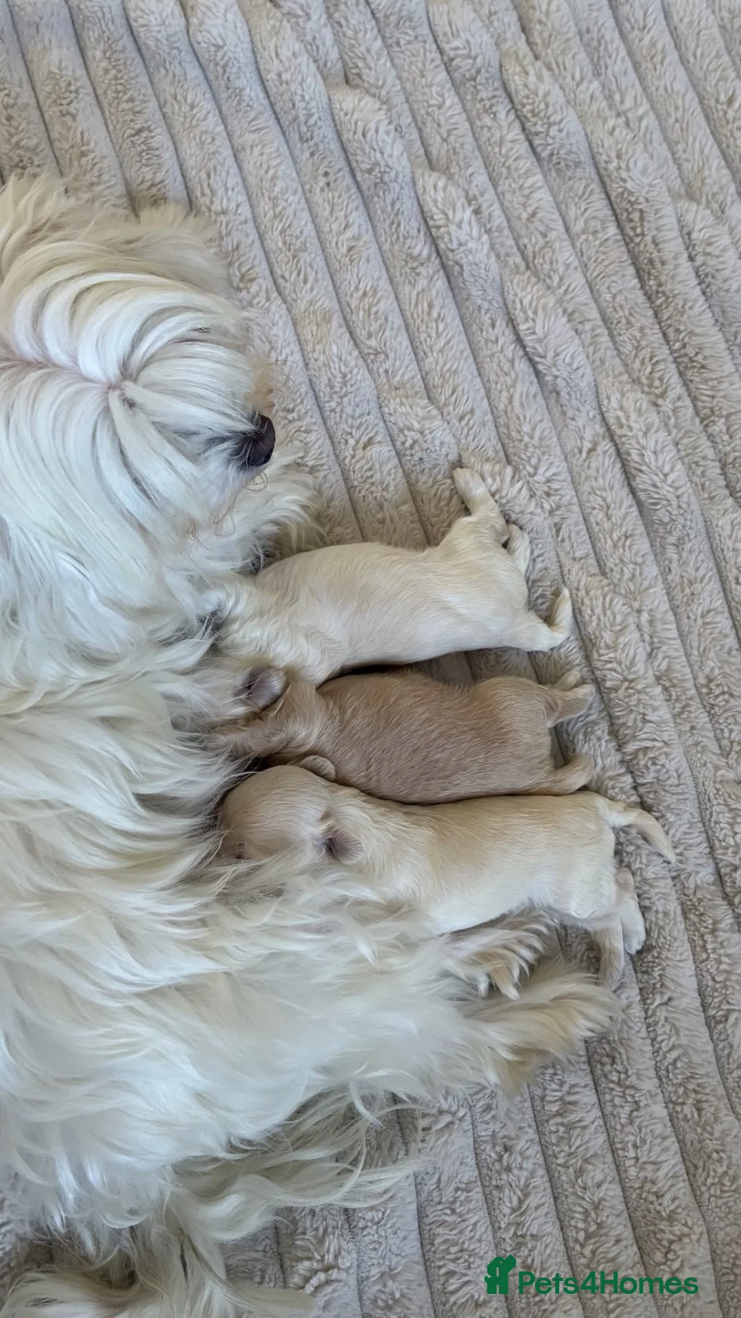 Maltipoo dogs for sale: F1 Maltipoo babies KC reg parents in Epsom - Advert 4