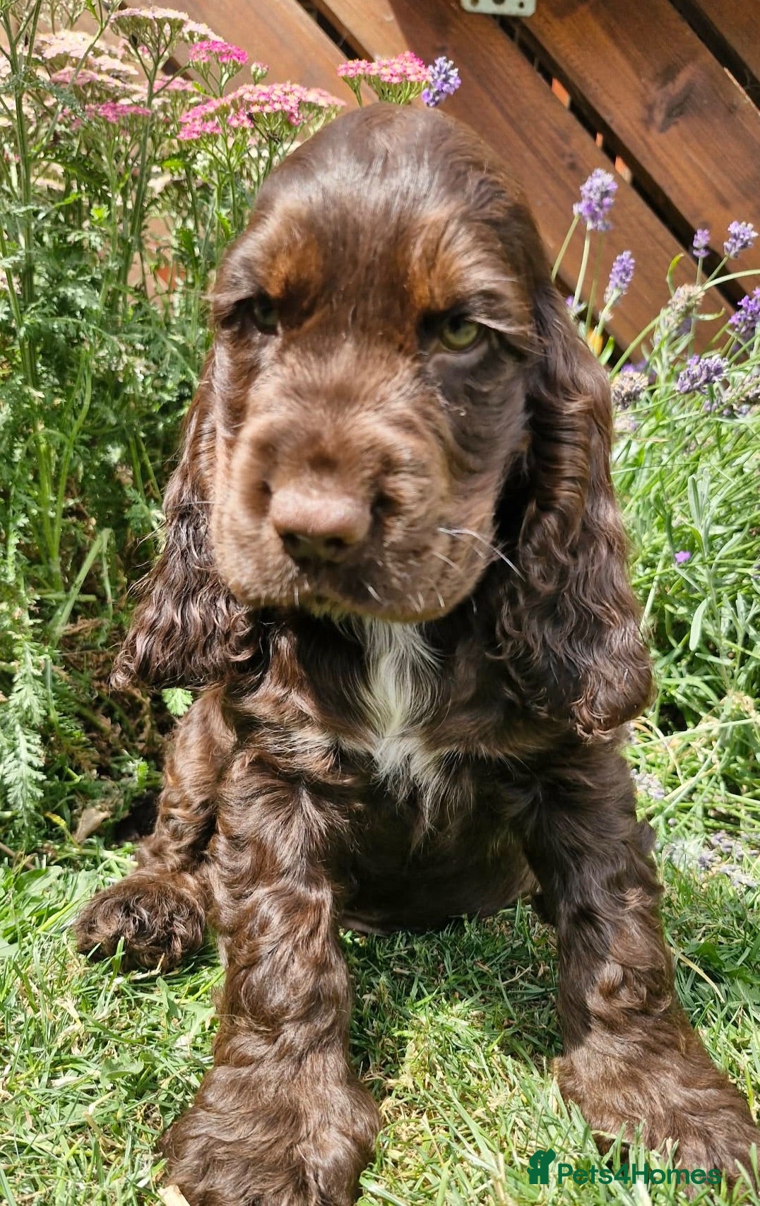 Cocker Spaniel dogs Lovely show Cocker spaniel puppies 🐶  - Advert 2