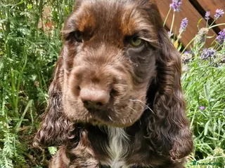 Cocker Spaniel dogs Lovely show Cocker spaniel puppies 🐶 - Advert 2
