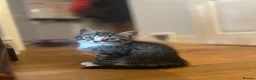 Mixed Breed cats for sale: Kittens in Cheltenham - Advert 2