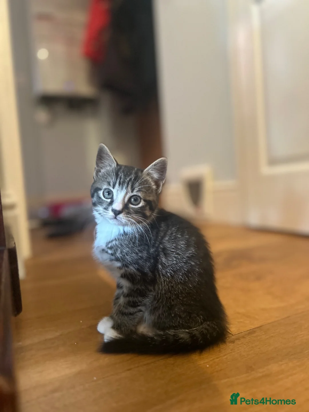 Mixed Breed cats for sale: Kittens in Cheltenham - Advert 2