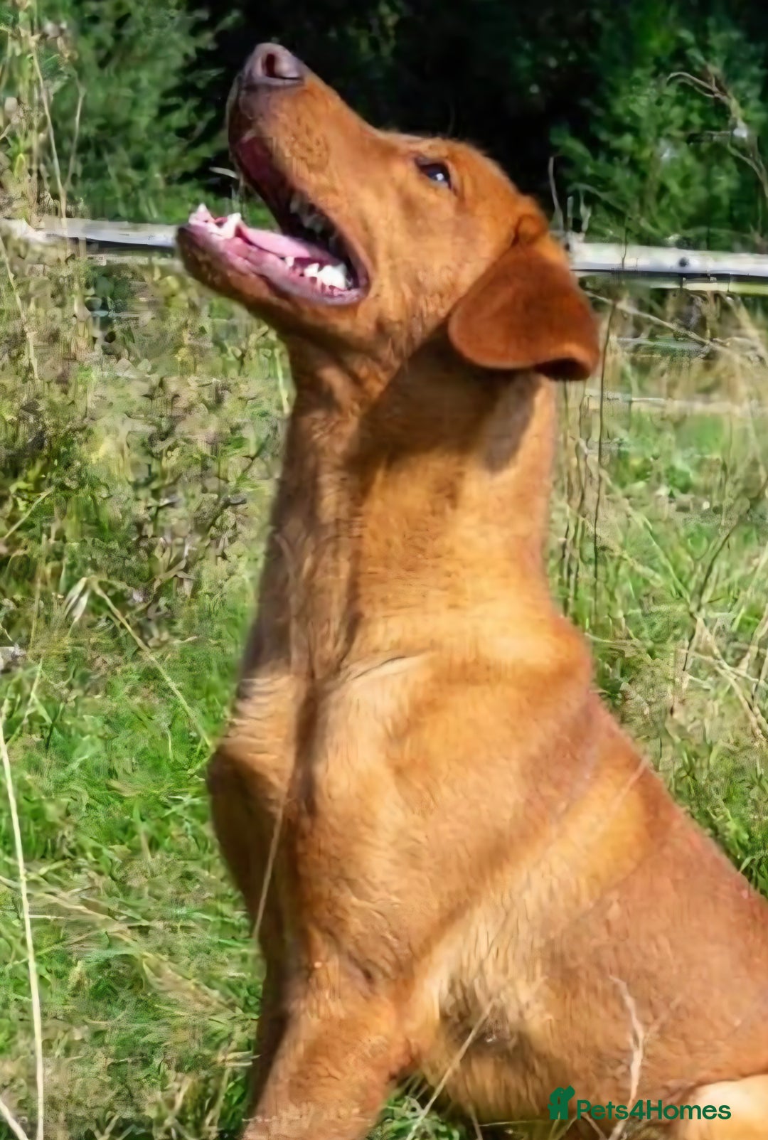 Cockerdor dogs for sale: READY NOW CHOCOLATE COCKERDORS - Image 12