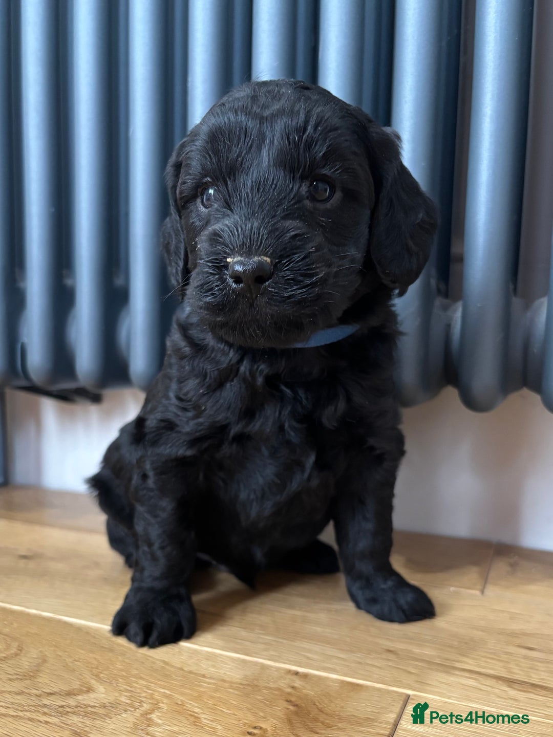 Labradoodle dogs for sale: Gorgeous f1b Labradoodle Puppies KC Parents - Advert 3
