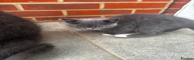 British Longhair 1