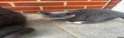 British Longhair cats for sale: Grey British longhair - Advert 2