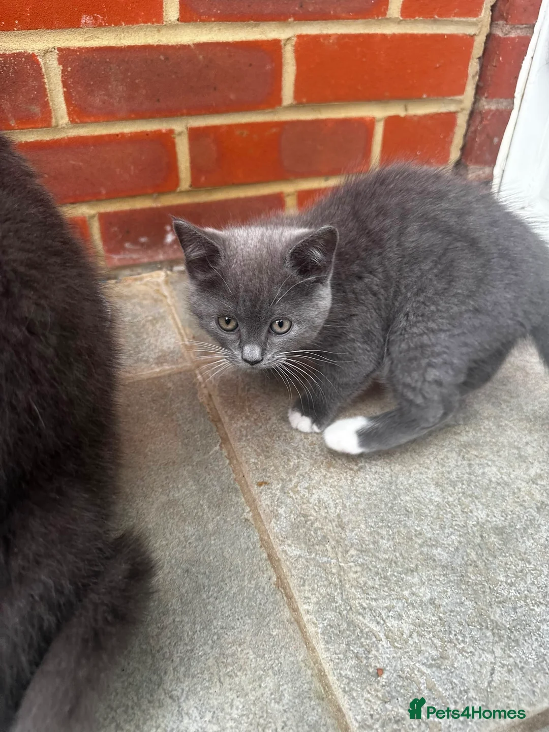 British Longhair cats for sale: Grey British longhair - Advert 2