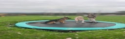 German Shepherd dogs for sale: Incredible KC reg German Shepherd - Advert 7