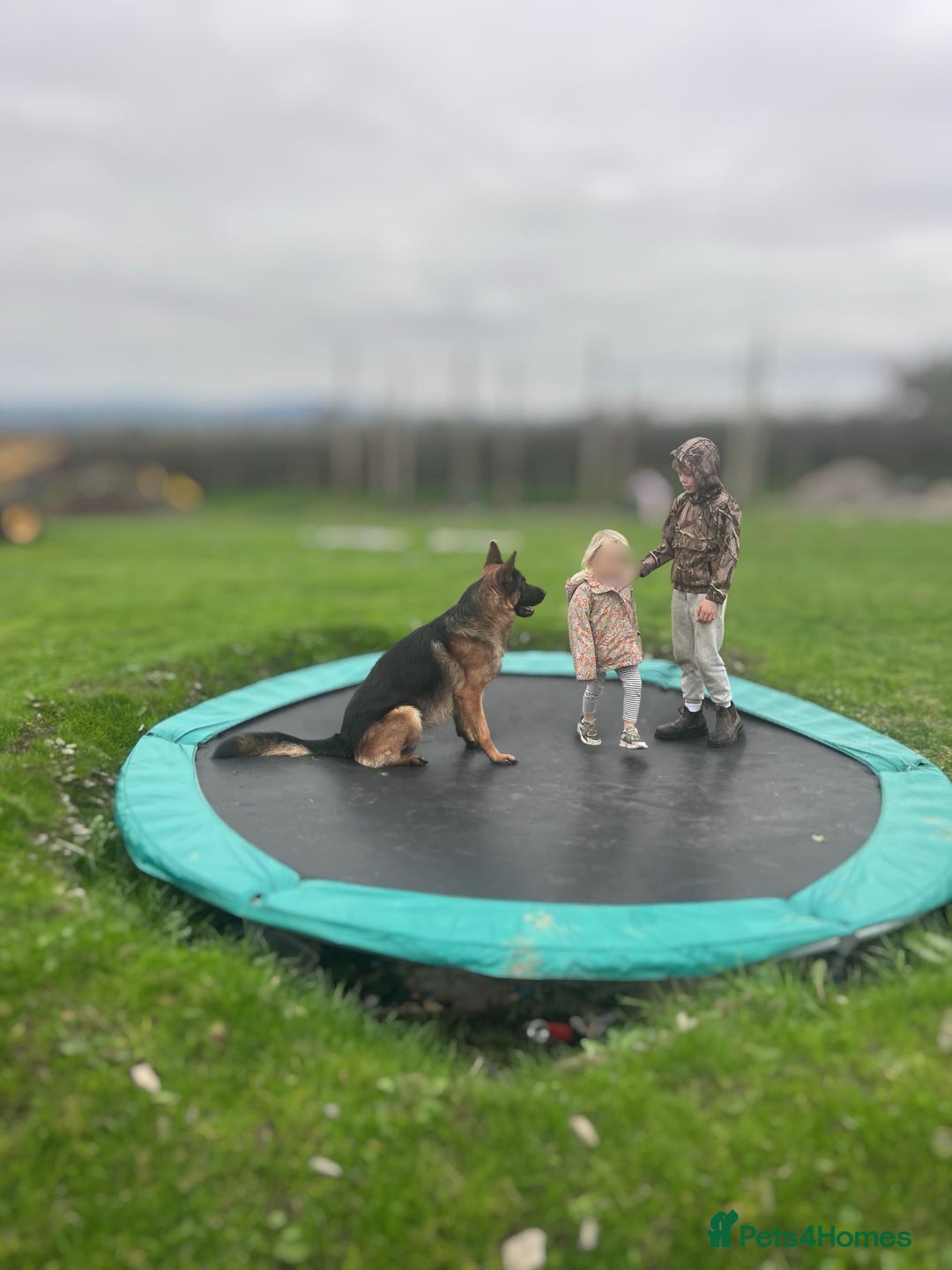 German Shepherd dogs for sale: Incredible KC reg German Shepherd - Advert 7