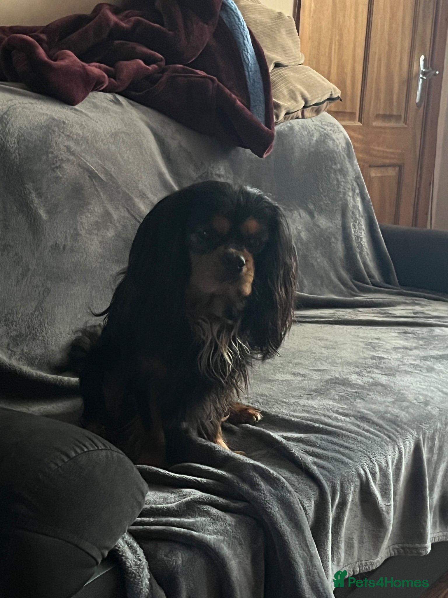 Cavalier King Charles Spaniel dogs Small boy available  - Advert 1