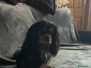 Cavalier King Charles Spaniel dogs Small boy available - Advert 1