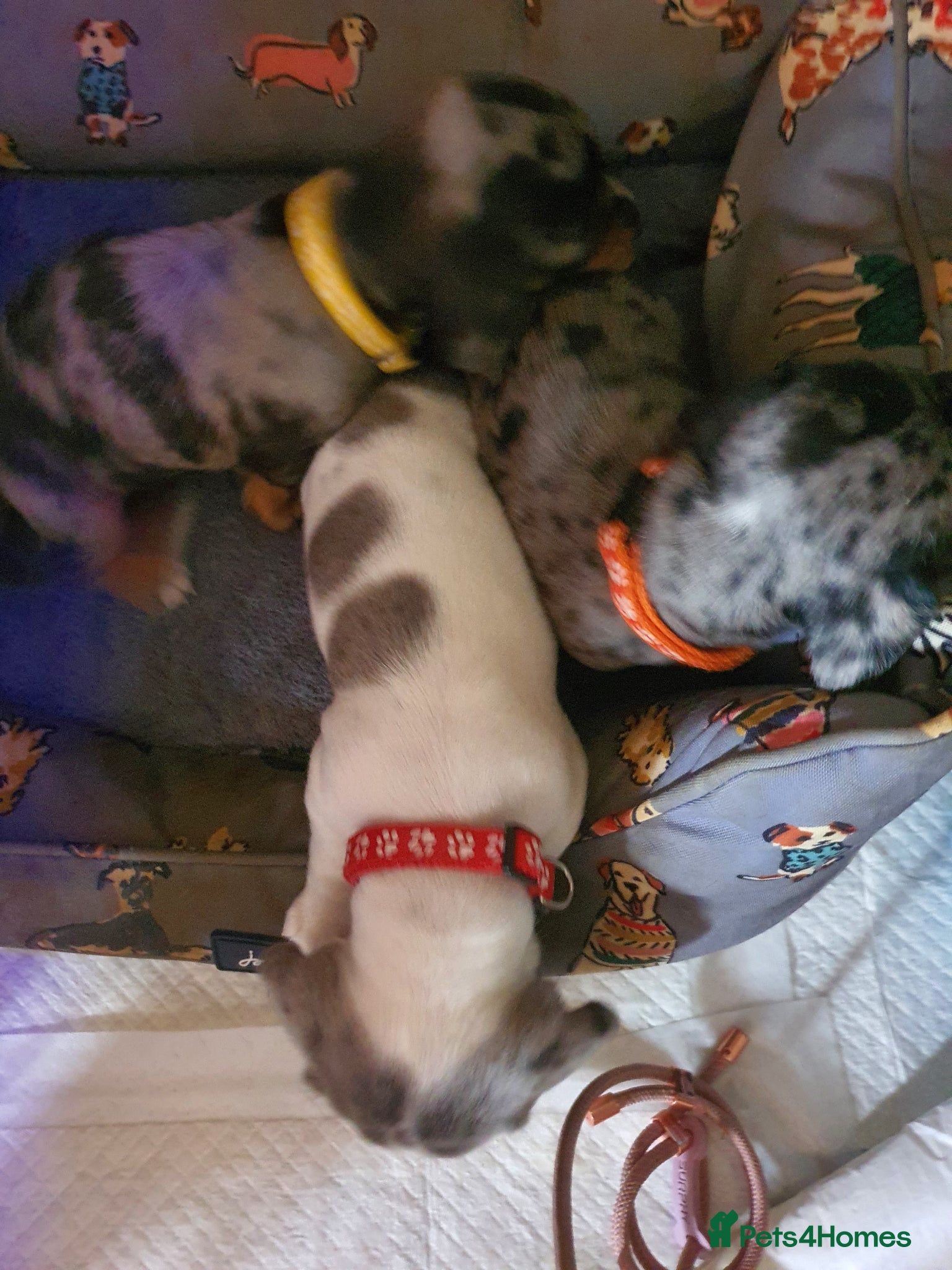 Dachshund dogs 2 Smooth Haired Dachsunds - Advert 14