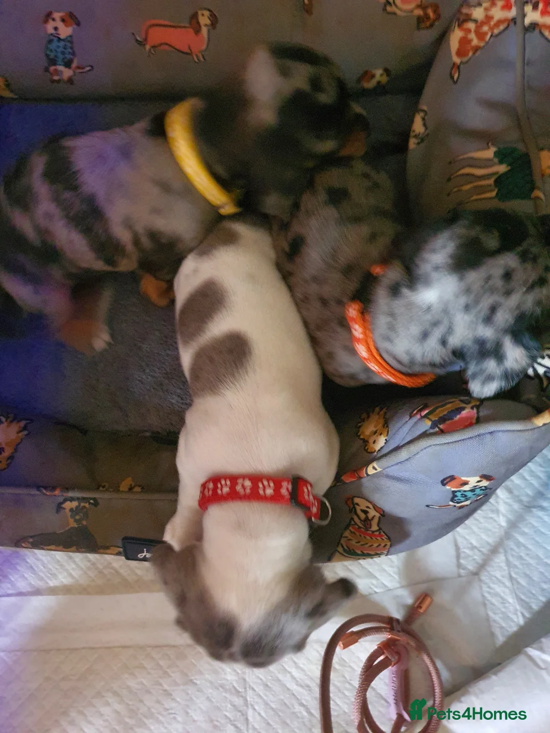 Dachshund dogs for sale: 2 Smooth Haired Dachsunds - Advert 1