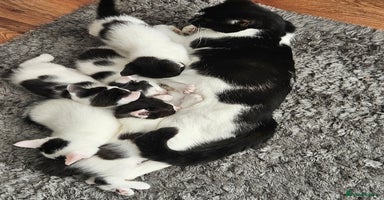 Mixed Breed cats - Advert 8