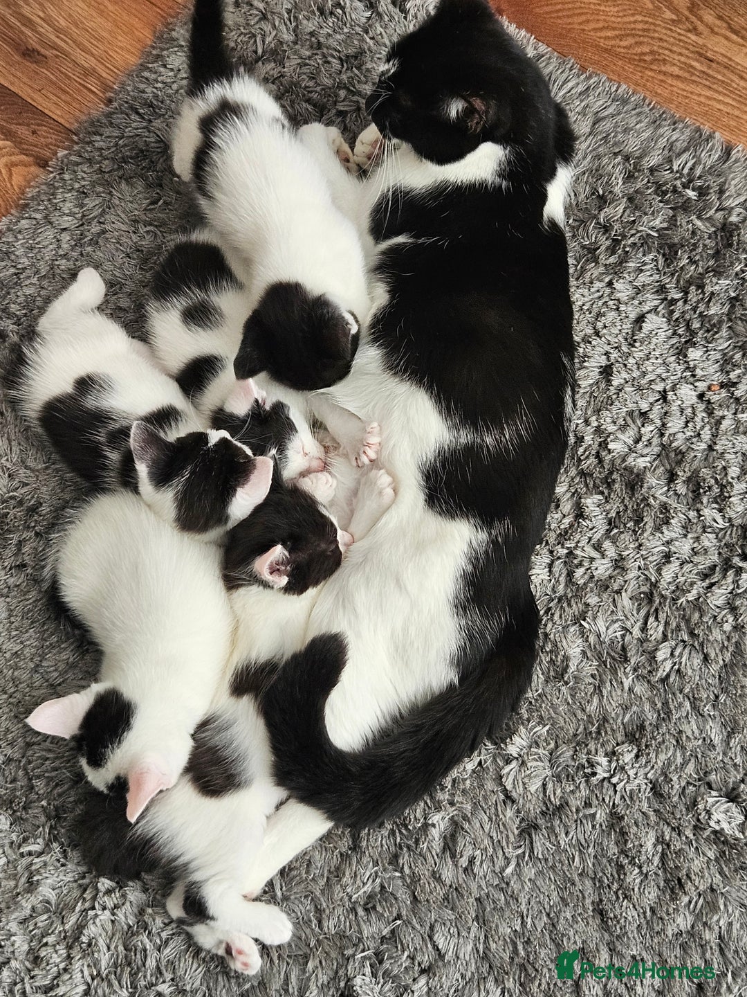 Mixed Breed cats for sale: 3 boys 2 girls - Image 4
