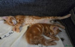 Mixed Breed cats for sale: Ginger males for sale - Image 2