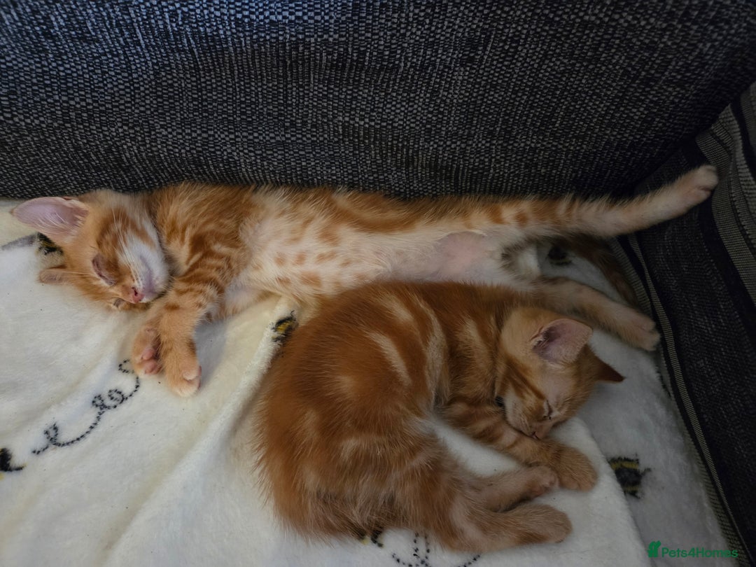 Mixed Breed cats for sale: Ginger males for sale - Image 2