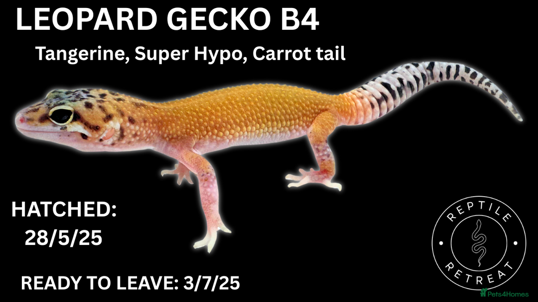 Leopard Gecko reptiles for sale: LEOPARD GECKOS AVAILABLE!! - NEW BABIES!! in Swadlincote - Image 9