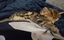 Mixed Breed cats for sale: Two mixed kittens  - Image 7