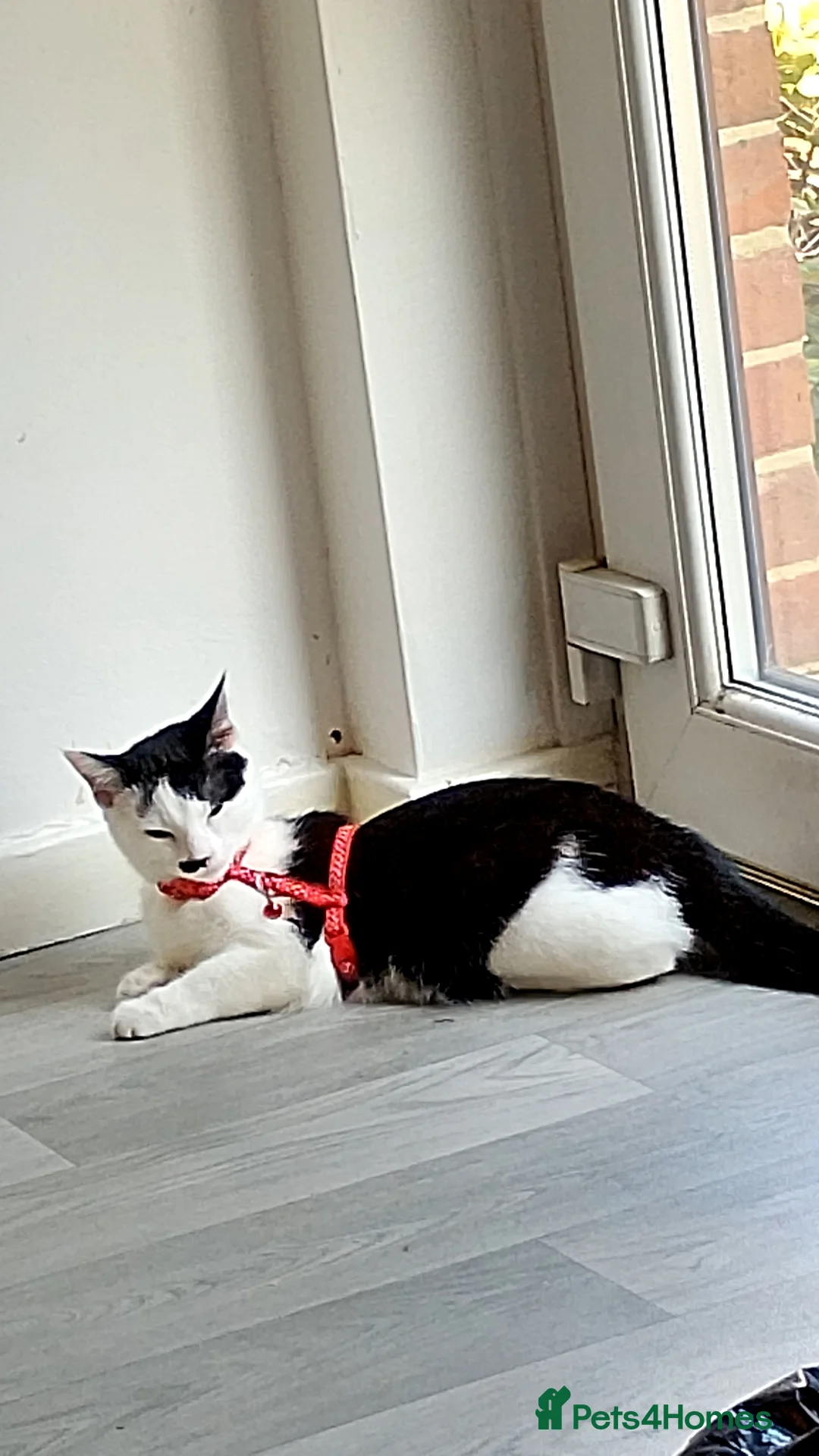 British Shorthair cats for sale: Kaneki  in Southampton - Advert 1