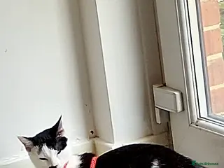 British Shorthair cats Kaneki - Advert 6