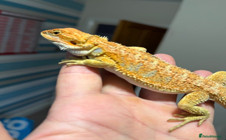 Bearded Dragon reptiles - Advert 1