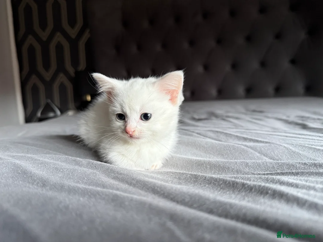 Mixed Breed cats for sale: Female kitten, white & tabby in Bristol - Advert 7