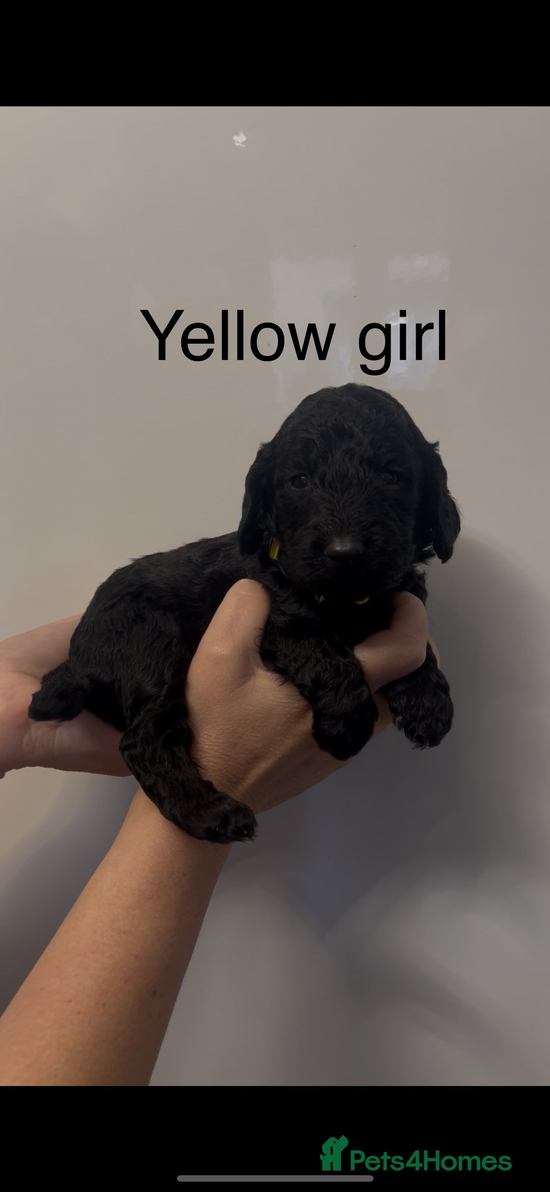 Cockapoo dogs for sale: Cockapoo puppies - Image 8
