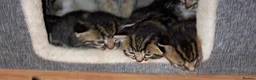 Mixed Breed cats for sale: 4 beautiful kittens - Advert 4