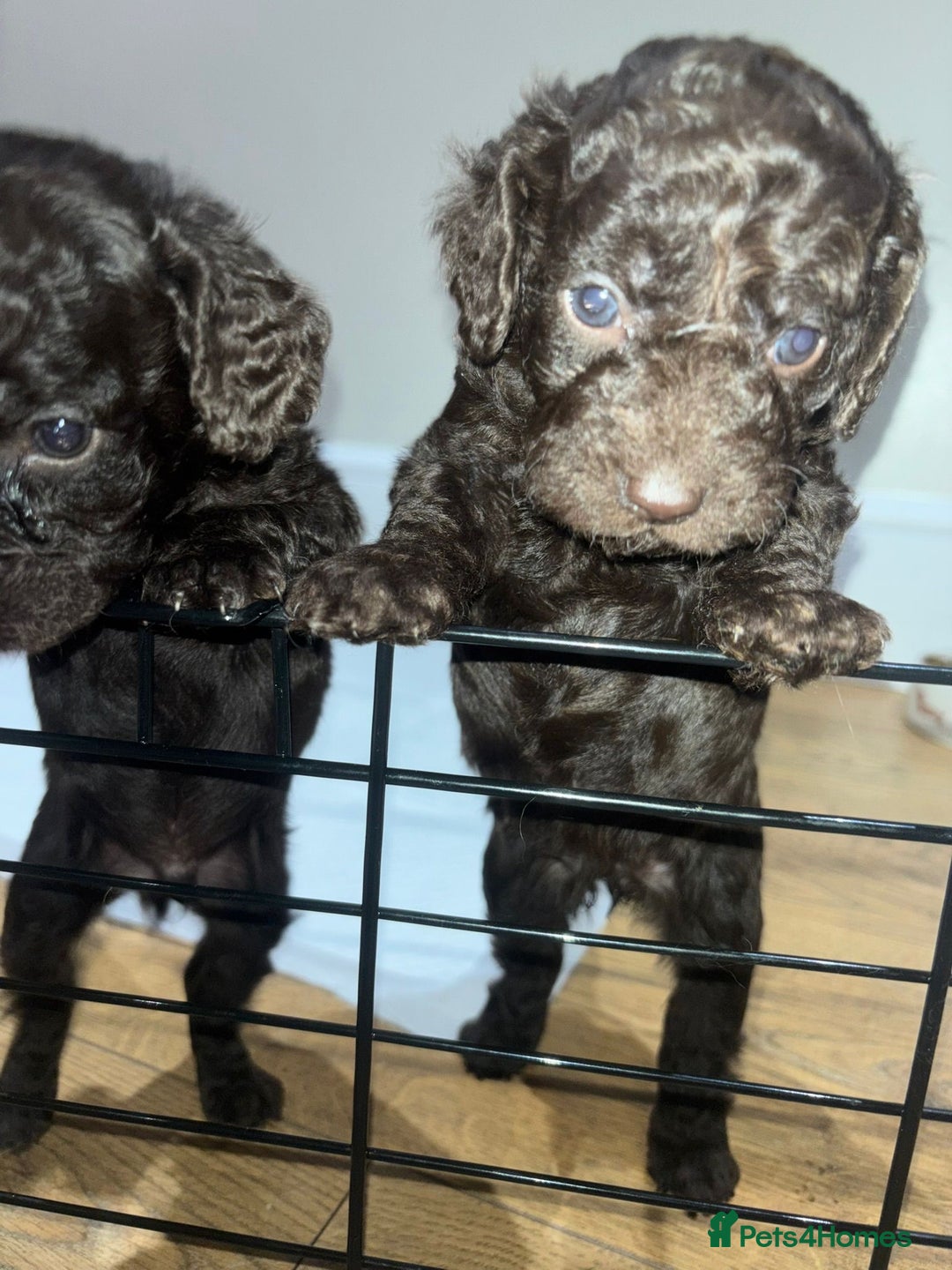Cockapoo dogs for sale: 5 cockapoo puppies for sale 4 boys and 1 girl  - Advert 10