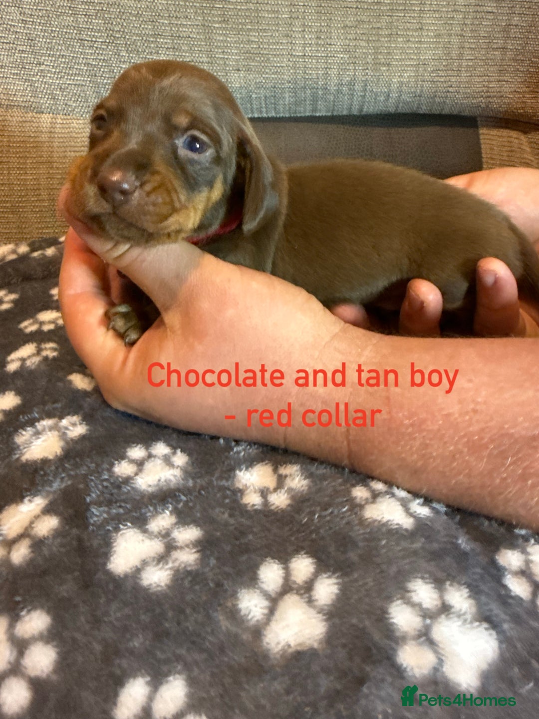 Miniature Dachshund dogs for sale: 7 beautiful miniature dachshund puppies for sale - Image 5