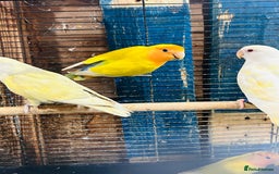 Lovebirds birds for sale: Lutino/pied peach face lovebirds for sale  - Image 4