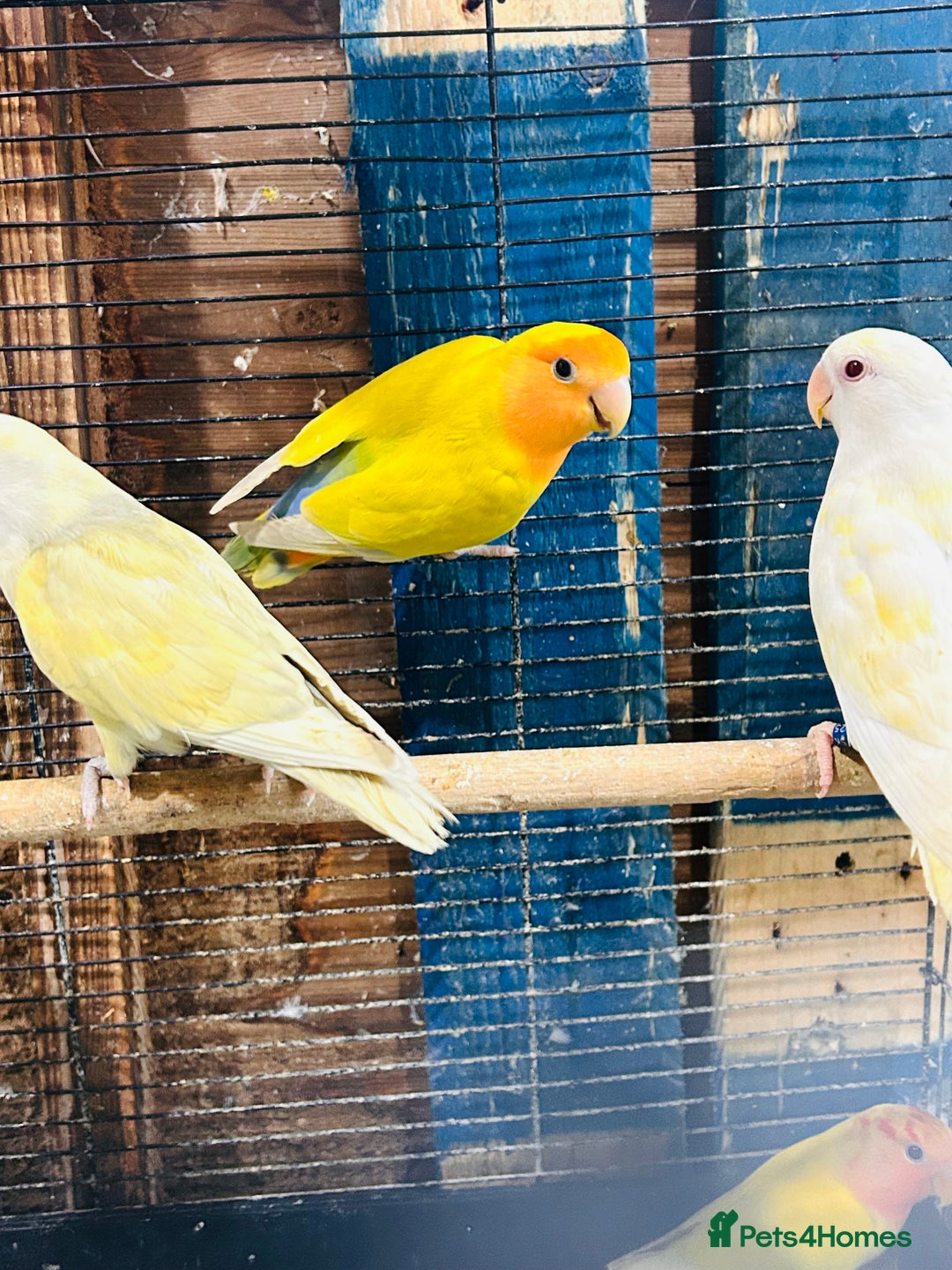 Lovebirds birds for sale: Lutino/pied peach face lovebirds for sale  - Image 4