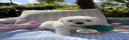 Bichon Frise dogs for sale: Beautiful KC Registered Bichon Frise Girls - Advert 3