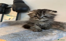 Scottish Fold cats for sale: Adorable Scottish fold kittens - Image 2